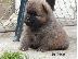 PoulaTo: German Shepherd καθαροαιμα κουταβια ΘΕΣΣΑΛΟΝΙΚΗ 6979314054
